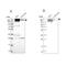 Integrin Subunit Beta 4 antibody, NBP2-38297, Novus Biologicals, Western Blot image 