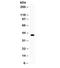 Wnt Family Member 1 antibody, R31885, NSJ Bioreagents, Western Blot image 