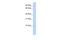 Retention In Endoplasmic Reticulum Sorting Receptor 1 antibody, PA5-69428, Invitrogen Antibodies, Western Blot image 