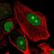 Retinoblastoma-binding protein 5 antibody, PA5-65540, Invitrogen Antibodies, Immunofluorescence image 