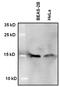 H2A Histone Family Member X antibody, 710812, Invitrogen Antibodies, Western Blot image 