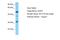 Scratch Family Transcriptional Repressor 2 antibody, A16754, Boster Biological Technology, Western Blot image 