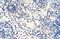 Ribonuclease H2 Subunit A antibody, NBP1-58234, Novus Biologicals, Immunohistochemistry frozen image 