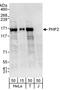 PHD Finger Protein 2 antibody, A303-457A, Bethyl Labs, Western Blot image 