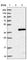 tRNA-splicing endonuclease subunit Sen34 antibody, HPA041111, Atlas Antibodies, Western Blot image 