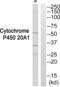Cytochrome P450 Family 20 Subfamily A Member 1 antibody, abx015141, Abbexa, Western Blot image 