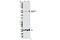 Checkpoint Kinase 1 antibody, 8191S, Cell Signaling Technology, Western Blot image 