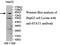 Signal Transducer And Activator Of Transcription 1 antibody, MBS416609, MyBioSource, Western Blot image 