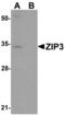 Solute Carrier Family 39 Member 3 antibody, LS-B5354, Lifespan Biosciences, Western Blot image 