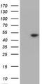 Tryptophan 2,3-Dioxygenase antibody, TA504637, Origene, Western Blot image 