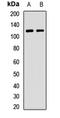 Contactin 4 antibody, LS-C668954, Lifespan Biosciences, Western Blot image 