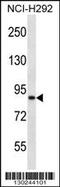 Ankyrin Repeat And Sterile Alpha Motif Domain Containing 1B antibody, 57-044, ProSci, Western Blot image 