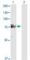 SMAD Specific E3 Ubiquitin Protein Ligase 1 antibody, LS-B5471, Lifespan Biosciences, Western Blot image 