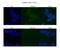 Centromere Protein N antibody, NBP1-79664, Novus Biologicals, Immunofluorescence image 