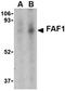 Fas Associated Factor 1 antibody, orb74782, Biorbyt, Western Blot image 