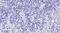 GLI Family Zinc Finger 2 antibody, NB100-2815, Novus Biologicals, Immunohistochemistry paraffin image 