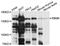 RNA Binding Motif Protein 6 antibody, PA5-76516, Invitrogen Antibodies, Western Blot image 