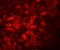Transmembrane Protein 70 antibody, 5645, ProSci, Immunofluorescence image 