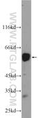 RUNX Family Transcription Factor 1 antibody, 25315-1-AP, Proteintech Group, Western Blot image 