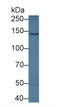 Caspase 4 antibody, LS-C729569, Lifespan Biosciences, Western Blot image 