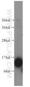 Fatty Acid Binding Protein 7 antibody, 14836-1-AP, Proteintech Group, Western Blot image 