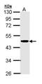 Creatine Kinase, Mitochondrial 2 antibody, GTX111620, GeneTex, Western Blot image 