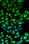 Ras Homolog Family Member C antibody, LS-C331232, Lifespan Biosciences, Immunofluorescence image 