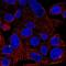 Autophagy Related 9A antibody, HPA059551, Atlas Antibodies, Immunocytochemistry image 