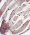 Mitogen-activated protein kinase 12 antibody, abx033444, Abbexa, Western Blot image 