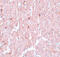 Nuclear Receptor Subfamily 1 Group H Member 3 antibody, 5577, ProSci, Immunohistochemistry frozen image 