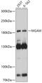 Maltase-Glucoamylase antibody, 16-994, ProSci, Western Blot image 