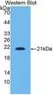Hyaluronan Mediated Motility Receptor antibody, LS-B15846, Lifespan Biosciences, Western Blot image 