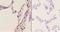Thyroid Hormone Receptor Interactor 13 antibody, A06921-1, Boster Biological Technology, Immunohistochemistry frozen image 