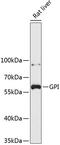 Glucose-6-Phosphate Isomerase antibody, 19-202, ProSci, Western Blot image 