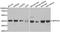 Selenophosphate Synthetase 1 antibody, A13403, ABclonal Technology, Western Blot image 