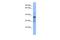 C1GALT1 Specific Chaperone 1 antibody, A05741, Boster Biological Technology, Western Blot image 