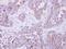 Small glutamine-rich tetratricopeptide repeat-containing protein alpha antibody, LS-C185412, Lifespan Biosciences, Immunohistochemistry paraffin image 