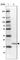 Zinc Finger Protein 580 antibody, HPA054058, Atlas Antibodies, Western Blot image 