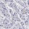Zinc finger HIT domain-containing protein 2 antibody, HPA058066, Atlas Antibodies, Immunohistochemistry frozen image 