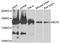 BCR Activator Of RhoGEF And GTPase antibody, abx135697, Abbexa, Western Blot image 