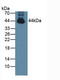 MPTP antibody, LS-C712569, Lifespan Biosciences, Western Blot image 