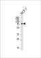 Kinesin Light Chain 2 antibody, LS-C165545, Lifespan Biosciences, Western Blot image 