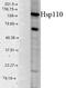 Heat Shock Protein Family H (Hsp110) Member 1 antibody, LS-C230266, Lifespan Biosciences, Western Blot image 
