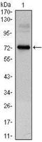 Clock Circadian Regulator antibody, NBP1-51610, Novus Biologicals, Western Blot image 