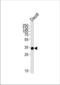 POU Class 2 Homeobox Associating Factor 1 antibody, TA328146, Origene, Western Blot image 
