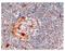 Terminal Uridylyl Transferase 4 antibody, AP15877PU-N, Origene, Immunohistochemistry paraffin image 