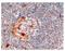 Terminal uridylyltransferase 4 antibody, AP15877PU-N, Origene, Immunohistochemistry paraffin image 