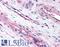 Lipase G, Endothelial Type antibody, LS-C142167, Lifespan Biosciences, Immunohistochemistry frozen image 
