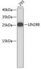 Lin-28 Homolog B antibody, 23-805, ProSci, Western Blot image 