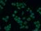 Thioredoxin Like 1 antibody, 15289-1-AP, Proteintech Group, Immunofluorescence image 